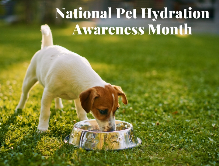 7 Tips for National Pet Hydration Awareness Month