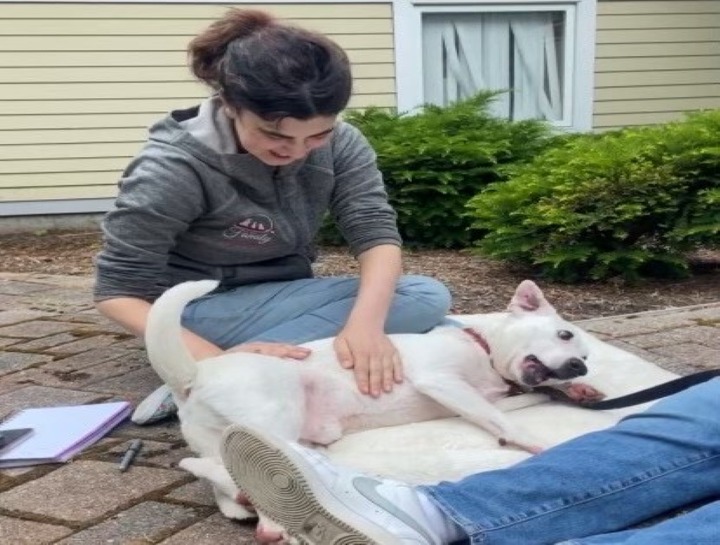 Nose-To-Tail Pet Massages