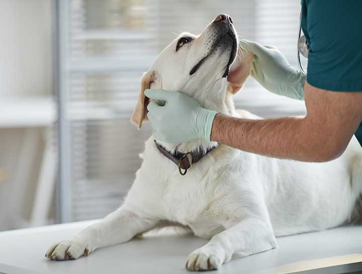 Veterinary Orthopedic Manipulation